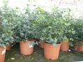 Produktbild: 2x XXL Eucalyptus Busch Eukalyptusbaum 40 - 60 cm, Pflanze winterhart
