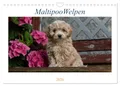 Produktbild: Maltipoo Welpen (Wandkalender 2026 DIN A4 quer), CALVENDO Monatskalender: Beim Maltipoo handelt es sich um eine Kreuzung zwischen Pudel und Malteser. (CALVENDO Tiere)