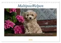 Produktbild: Maltipoo Welpen (Wandkalender 2026 DIN A4 quer), CALVENDO Monatskalender Tanja S