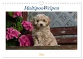 Produktbild: Maltipoo Welpen (Wandkalender 2026 DIN A4 quer), CALVENDO Monatskalender