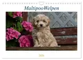Produktbild: Maltipoo Welpen (Wandkalender 2026 DIN A4 quer), CALVENDO Monatskalender Schultz
