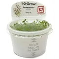 Tropica 1-2-GROW! Proserpinaca palustris Cuba - In-Vitro Aquariumpflanze