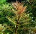 Proserpinaca palustris C. 1-2-Grow! Tropica | Kupferrotes Tausendblatt