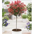 Produktbild: BALDUR Garten immergrünes Photinia-Stämmchen Little Red Robin® 1 Pflanze, Glanzmispel, winterhart, blühend, Photinia fraseri, schnellwachsend, ...