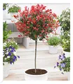 Produktbild: BALDUR Garten immergrünes Photinia-Stämmchen Little Red Robin® 1 Pflanze, Glanzmispel, winterhart, blühend, Photinia fraseri, schnellwachsend, Glanzmispel