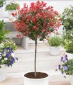 Produktbild: BALDUR Garten Zierstrauch Immergrünes Photinia-Stämmchen 'Little Red Robin®', 1 St., Glanzblattmispel, immergrün, winterhart, mehrjährig