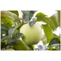Produktbild: Malus 'Weißer Klarapfel', Apfelbaum, 150-200 cm