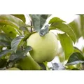 Produktbild: Malus Weißer Klarapfel Apfelbaum 150–200 cm
