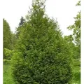 Produktbild: Riesen Lebensbaum Atrovirens 40-60cm - Thuja plicata