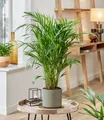 Produktbild: BALDUR Garten Areca Palme ca. 35-45 cm, 1 Pflanze, Zimmerpflanze luftreinigend, verbessert das Raumklima, Dypsis lutescens areca, Grünpflanze, mehrjährig - frostfrei halten, pflegeleicht