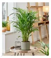 Produktbild: BALDUR Garten Areca Palme ca. 35-45 cm, 1 Pflanze, Zimmerpflanze luftreinigend, verbessert das Raumklima, Dypsis lutescens areca, Grünpflanze, mehrjährig - frostfrei halten, pflegeleicht