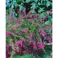 Produktbild: Lespedeza Bicolor C 3 30-40