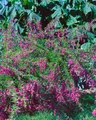 Produktbild: Lespedeza bicolor, zweifarbige Buschklee, 30–40 cm