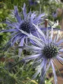 Produktbild: Eryngium planum Blaukappe - Kleiner Mannstreu Blaukappe
