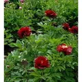 Produktbild: Strauchpfingstrose Rot - Paeonia suffruticosa