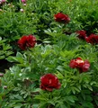 Produktbild: Strauchpfingstrose Rot - Paeonia suffruticosa
