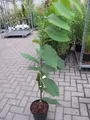 Produktbild: Asimina triloba Sunflower - Indianerbanane Paupau (Pawpaw) - selbstfruchtend 80-100cm
