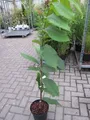 Produktbild: Asimina triloba Sunflower - Indianerbanane Paupau (Pawpaw) - selbstfruchtend 80-