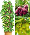 Produktbild: DUO-Kiwi-Turm-Kollektion, 1 Kens Red + Befruchter und 1 Issai Actinidia arguta