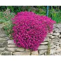 Produktbild: Aubrieta X Cult. Cascade Purple Blaukissen Lila Ca. 9x9 cm Topf