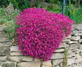Produktbild: Aubrieta x cult. 'Cascade Purple', Blaukissen, lila, ca. 9x9 cm Topf