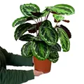 Produktbild: Zimmerpflanze Calathea Medallion No.19 – 70–80 cm hoch im 19 cm Topf – tierfreundlich & pflegeleicht – auffällige Blätter – luftreinigende Pflanze für Wohnräume | Green Me Up