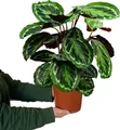 Produktbild: Green Me Up Zimmerpflanze Calathea Medallion No.19, im 19 cm Topf, 50–60 cm hoch, Korbmarante groß, ungiftige Zimmerpflanze