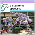 Produktbild: SAFLAX - Bonsai - Afrikanischer Blauregen - 15 Samen - Bolusanthus speciosus