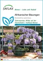 Produktbild: SAFLAX - Samen - Afrikanischer Blauregen - 15 Samen