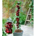 Produktbild: BALDUR Garten 1x Säulen-Kirschen 'Stella', Pflanze wurzelballiert, Prunus avium Säulenobst Kirschbaum, winterhart, platzsparende Säule für klei...