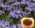 Produktbild: Phacelia 2 kg Bienenweide Gründüngung Imkerpflanze Bienenfreund blau Saatgut