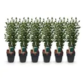 Produktbild: GreenboutiQ - Heckenpflanzen - Ligustrum ovalifolium - Blatt grün - 6 Pflanzen - 1 laufender Meter - immergrün - Topf 17cm Höhe 60cm