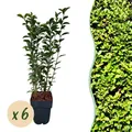 Produktbild: Heckenpflanzen Ligustrum ovalifolium ⌀17cm ↕55cm