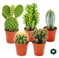 Produktbild: 5 verschiedene Kakteen im Set - 5,5cm Topf