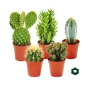 Produktbild: Exotenherz - 5 verschiedene Kakteen 5,5cm Topf im Set