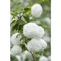Produktbild: Viburnum Opulus Roseum Schneeball Weiß-Rosa Blüten 60–80 cm