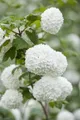 Produktbild: Pflanzen für Dich Gehölze Viburnum opulus Roseum, 1 St., Schneeball, Gewöhnlicher Schneeball, Bauernschneeball