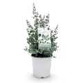 Produktbild: GreenboutiQ - Terrassenpflanze - Eukalyptusbaum - Eucalyptus gunni - Grau - 4 Pflanzen - Winterhart - Topf 17cm Höhe 40cm