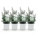 Produktbild: Terrassenpflanze Eukalyptusbaum Eucalyptus gunni Grau ⌀17cm ↕40cm