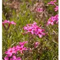 Produktbild: Teppich Phlox Scarlet Flame - Phlox subulata