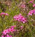 Produktbild: Teppich Phlox Scarlet Flame - Phlox subulata