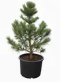 Produktbild: Pinus cembra, Zirbelkiefer, 50–60 cm, immergrün, winterhart