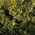 Produktbild: Lorbeerkirsche Sofia 25-30cm - Prunus,aurocerasus