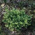 Produktbild: Stechpalme Ilex Eurotal 25-30cm - ilex crenata
