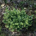 Produktbild: Stechpalme Ilex Eurotal 25-30cm - ilex crenata