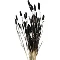 Produktbild: Deko-zweige Für Vase, Getrocknet, 70 Cm