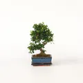 Produktbild: Plant in a Box - Bonsaibaume - Carmona microphylla - Höhe 20-30cm - Topf 15cm