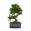 Produktbild: Plant in a Box  Bonsaibaume Carmona microphylla 20cm Grüne Zimmerpflanze