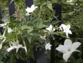 Produktbild: Jasminum officinale - Echter Jasmin - Gewöhnlicher Jasmin - 40-60