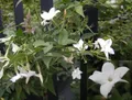 Produktbild: Jasminum officinale - Echter Jasmin - Gewöhnlicher Jasmin - 40-60